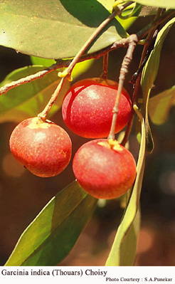 Garcinia indica (Thouars) Choisy